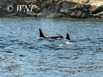 Killer Whale (Orcinus orca) 